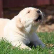 Awoo