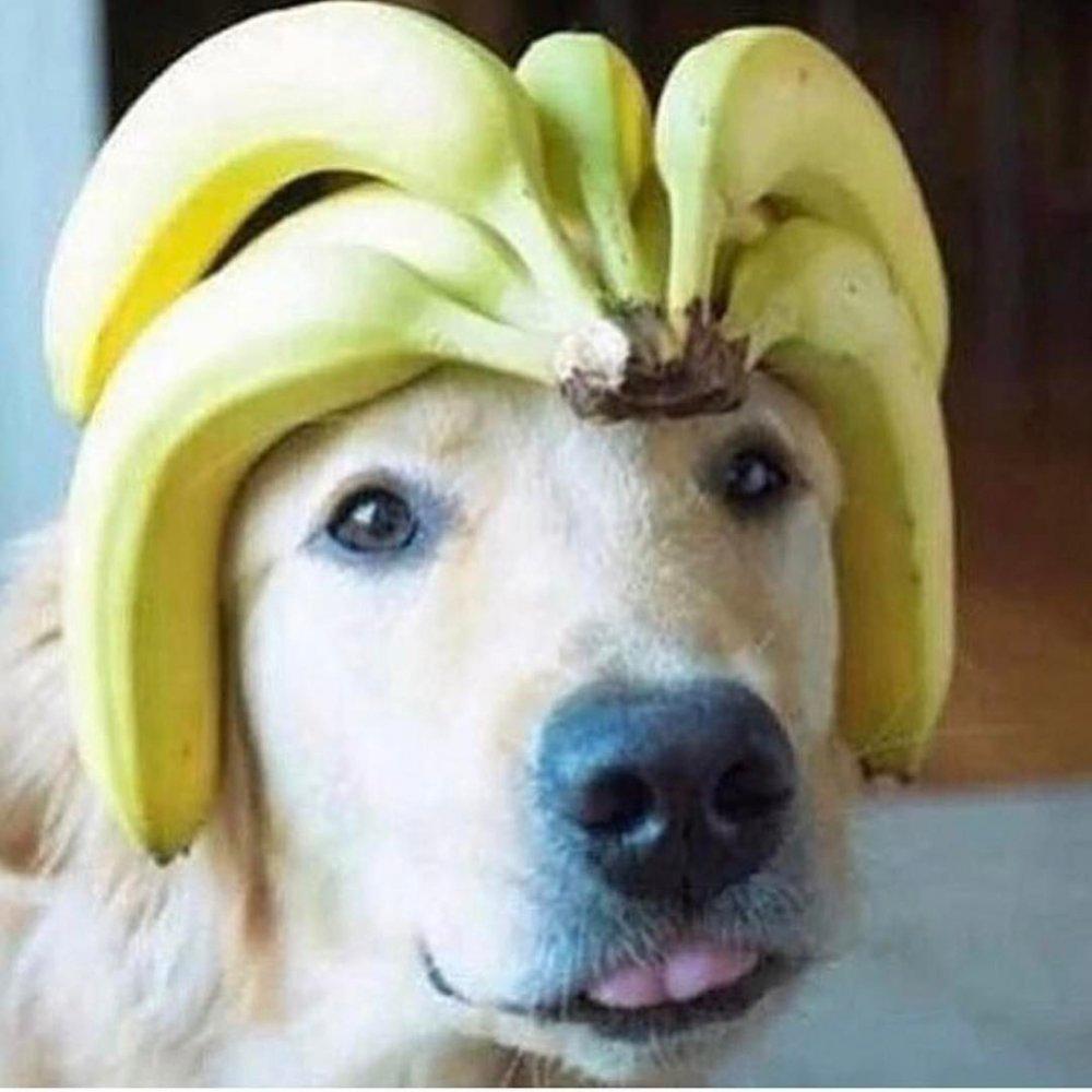 Bananas