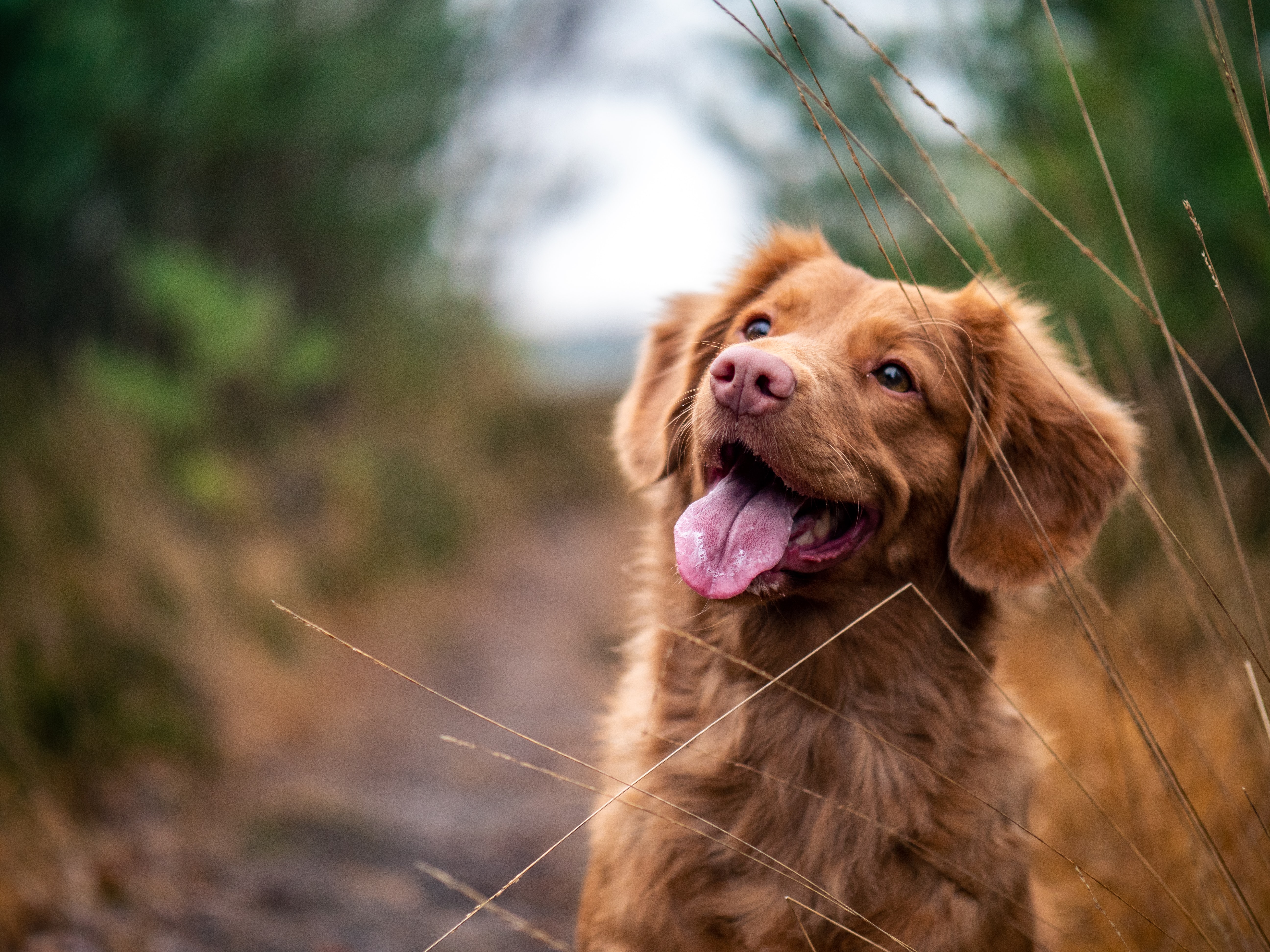 Beautiful dog