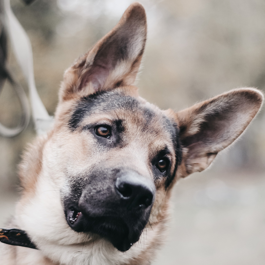 Confused Doggo