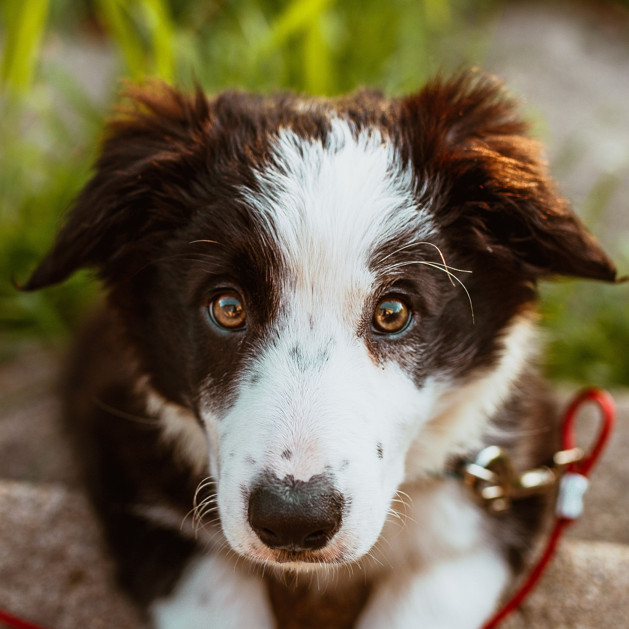 Cute Pup