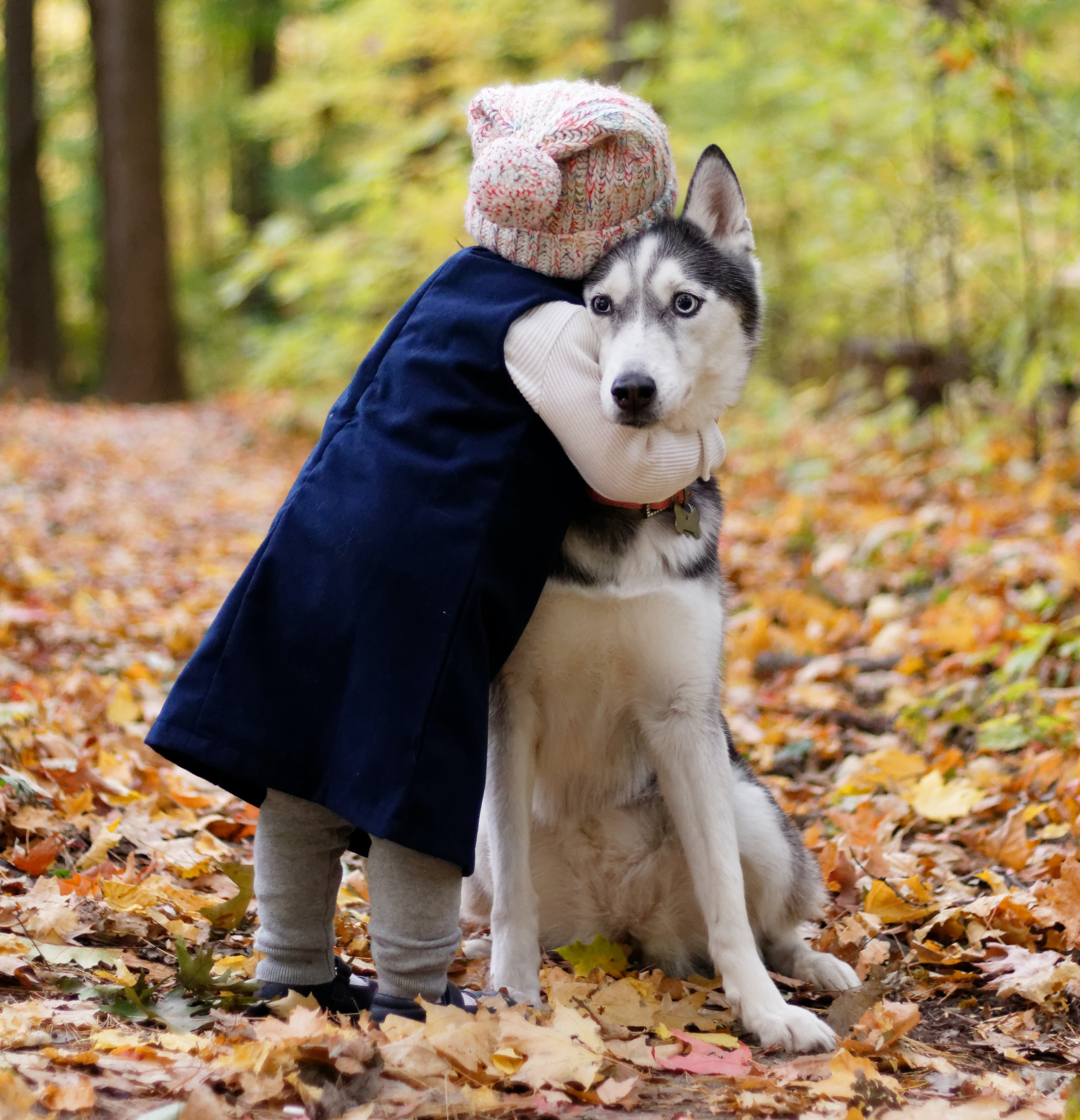 Dog being hugged