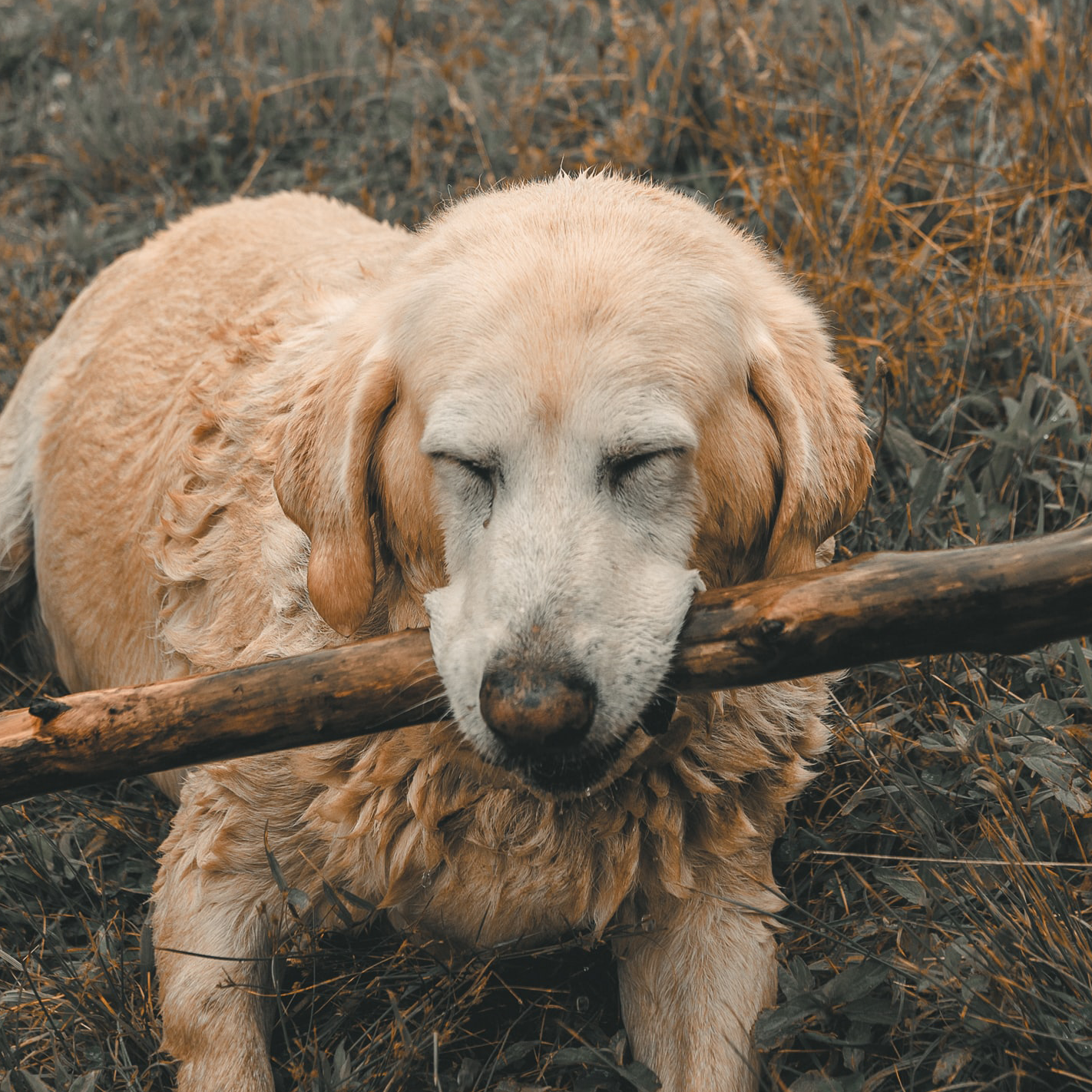 Happ Doggo