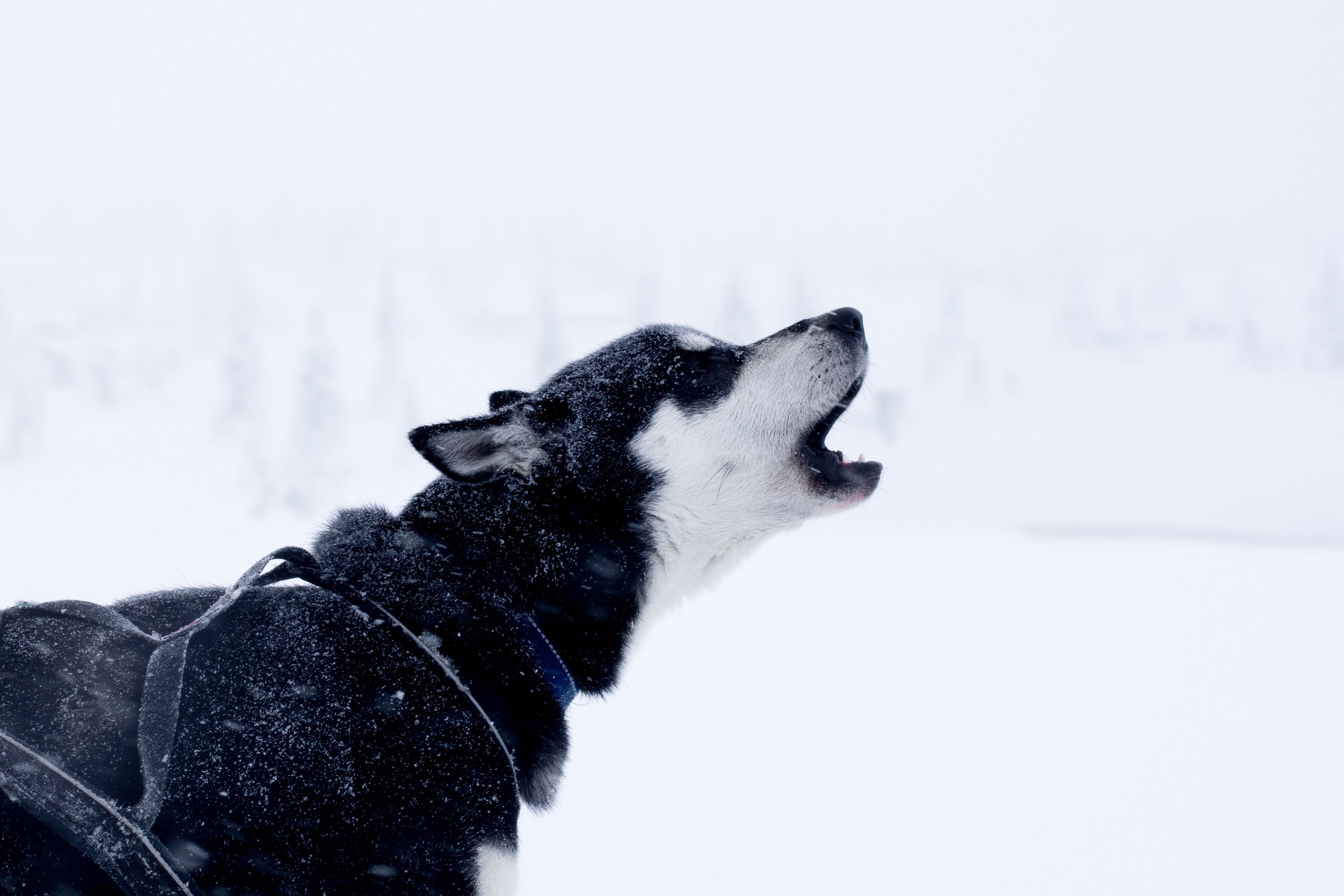 Dog howling